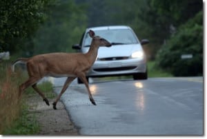deer crossing